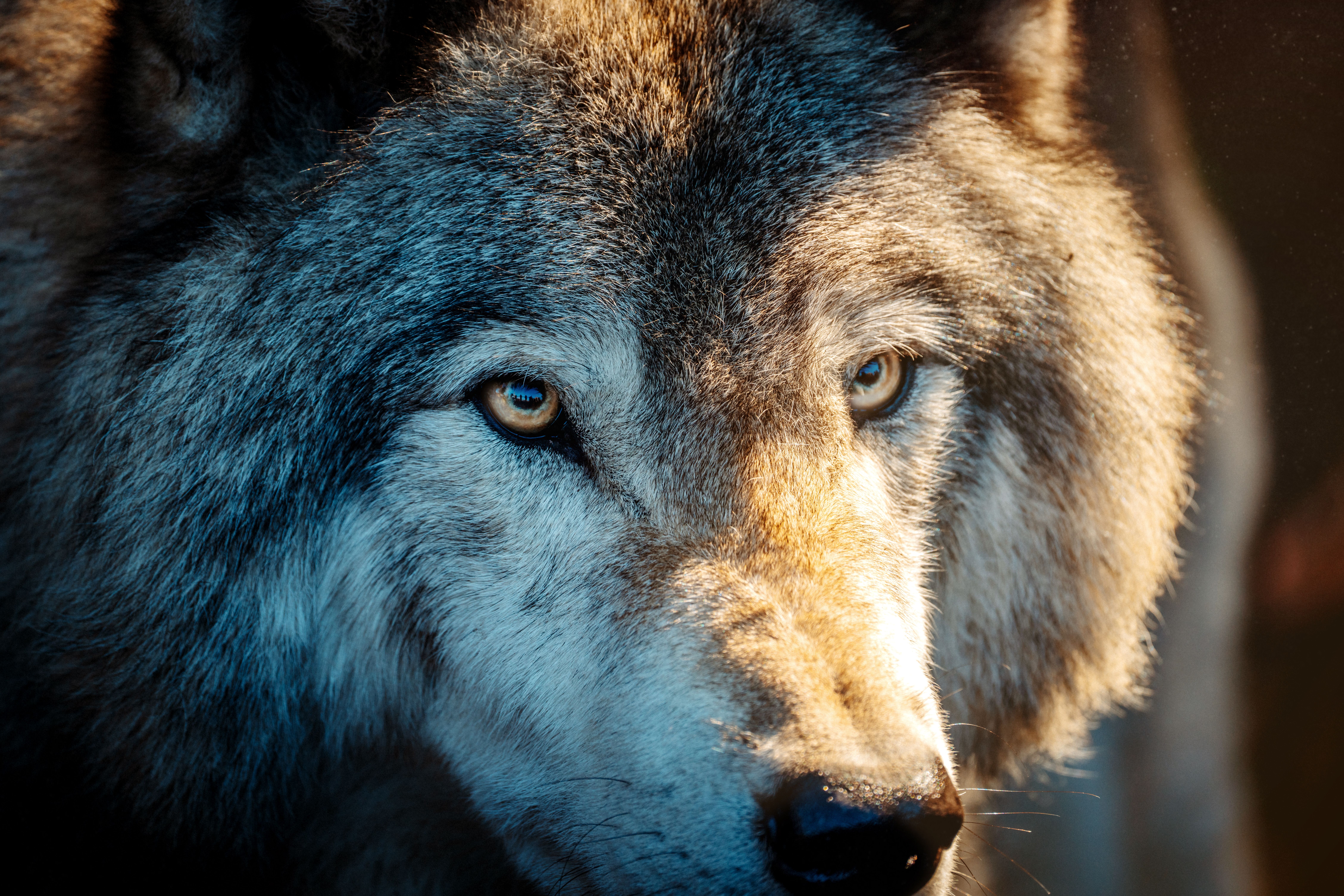 Tatuagem de lobo realista em preto e cinza